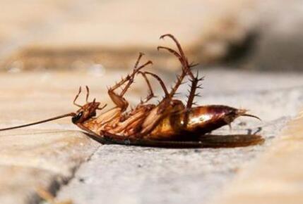 如何才能快速且有效的消灭蟑螂？